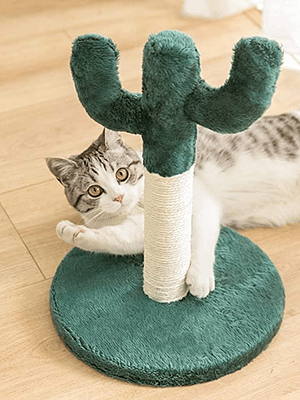 Rascador de Cactus Gato
