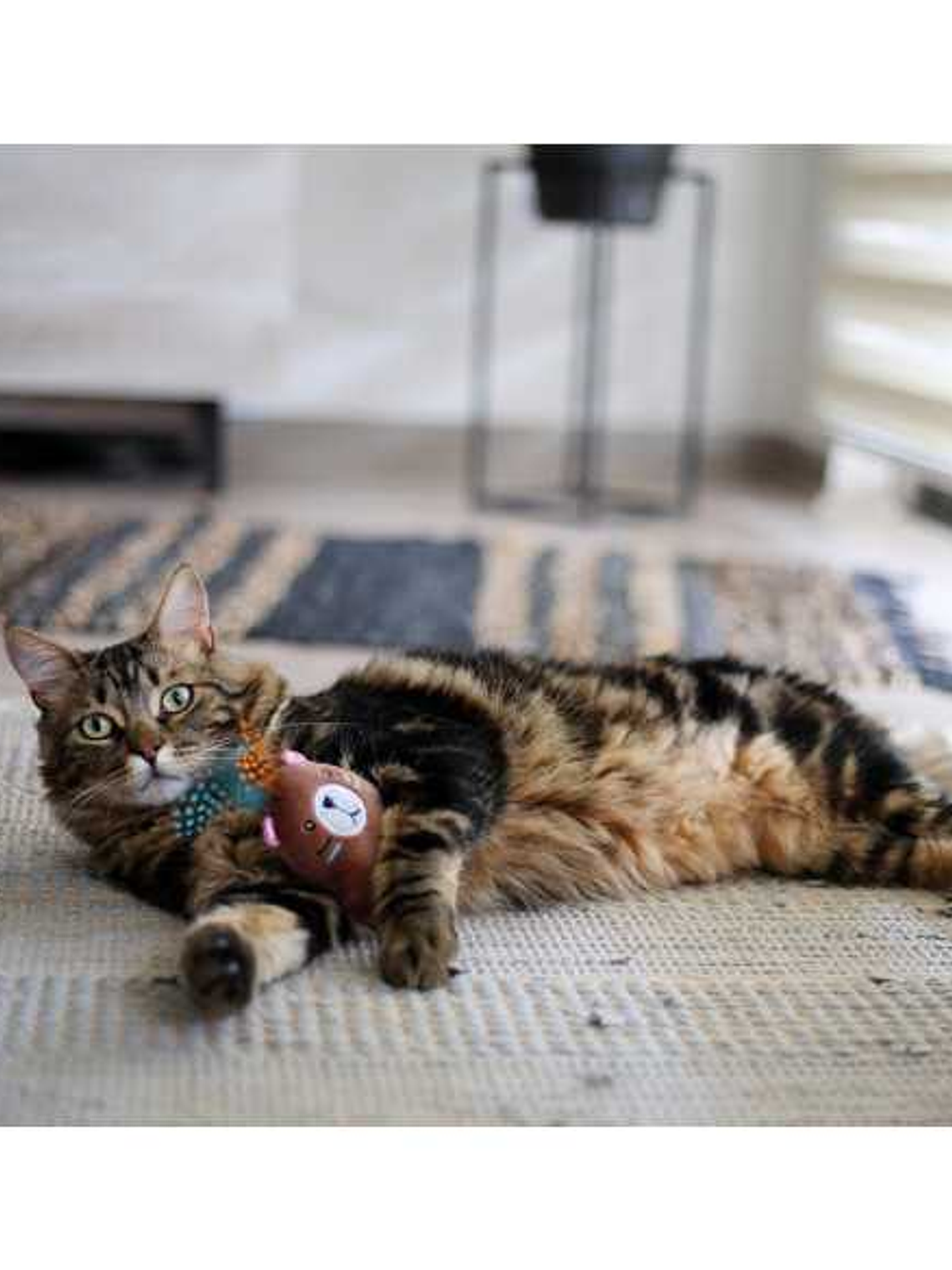 BRNX CAT MAXI TOY OSO 2