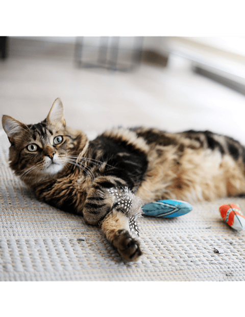 BRNX CAT MAXI TOY PLUMA BOHO CELESTE