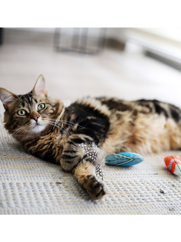 BRNX CAT MAXI TOY PLUMA BOHO CELESTE 2