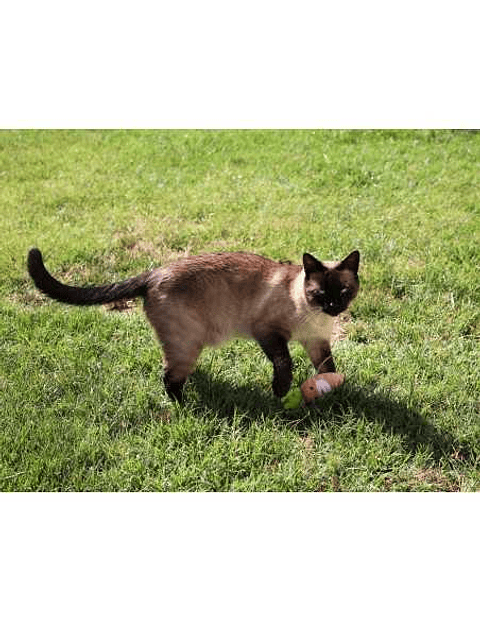 BRNX CAT MAXI TOY ZANAHORIA COVID