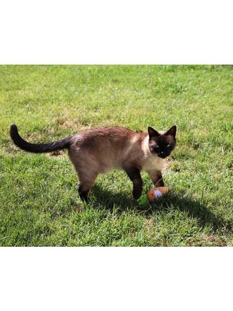 BRNX CAT MAXI TOY ZANAHORIA COVID 2