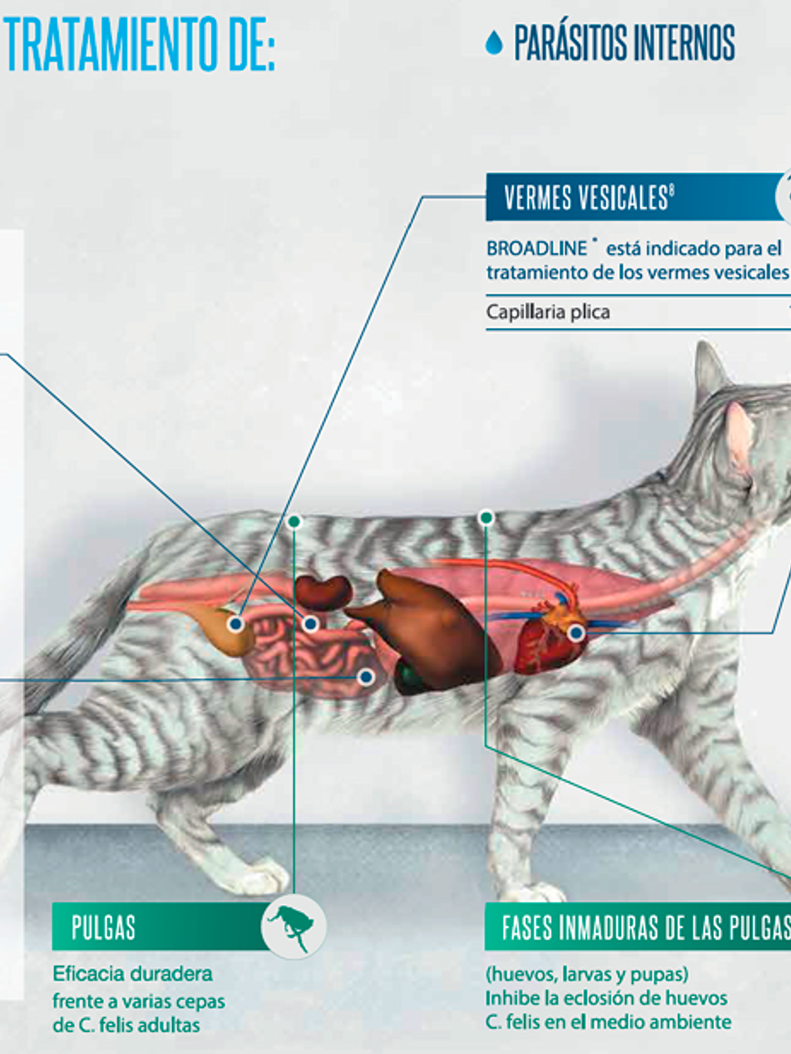 BROADLINE PIPETA GATO 0,3ML - 0,6 - 2,5 KG 2