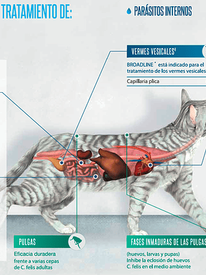 BROADLINE PIPETA GATO 0,3ML - 0,6 - 2,5 KG