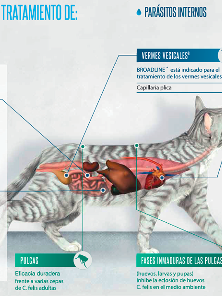 BROADLINE PIPETA GATO 0,3ML - 0,6 - 2,5 KG 2