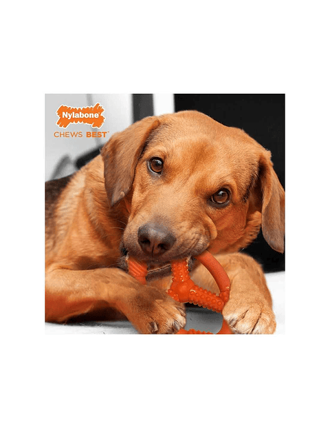  JUGUETE FLEXI NYLABONE STRONG CHEW ANILLO OVAL FLEXIBLE TALLA M 