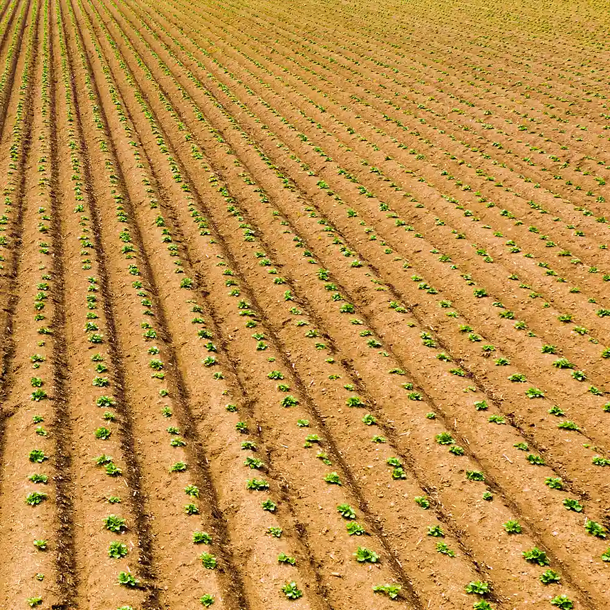 Arado Surcador Aporcador DUCATI para Motoazada (Apertura 25 a 45 cm) - Foto 7 | aztools.co