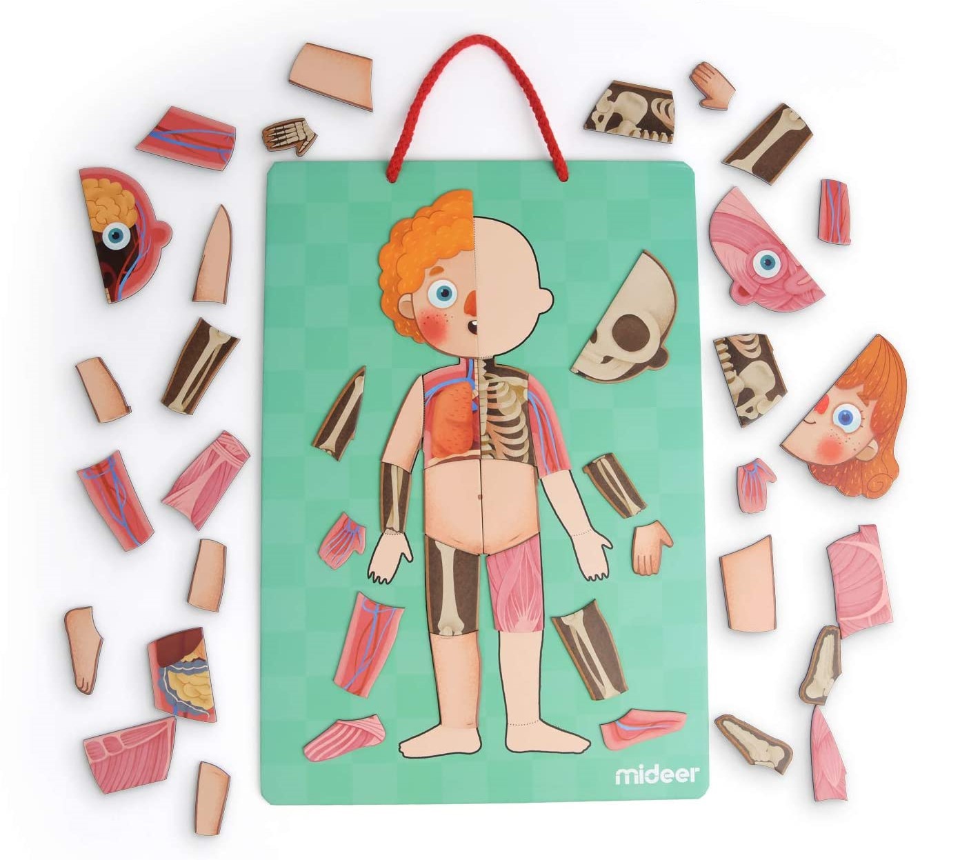 Puzzle Etapas del Cuerpo 2x1