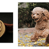 Placa Chapa Perro Poodle Para Grabado Identificador Mascota
