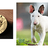 Placa Chapa Perro Bull Terrier Para Grabado Identificador