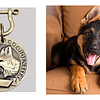 Placa Chapa Perro Para Grabado Identificador Mascotas Collar