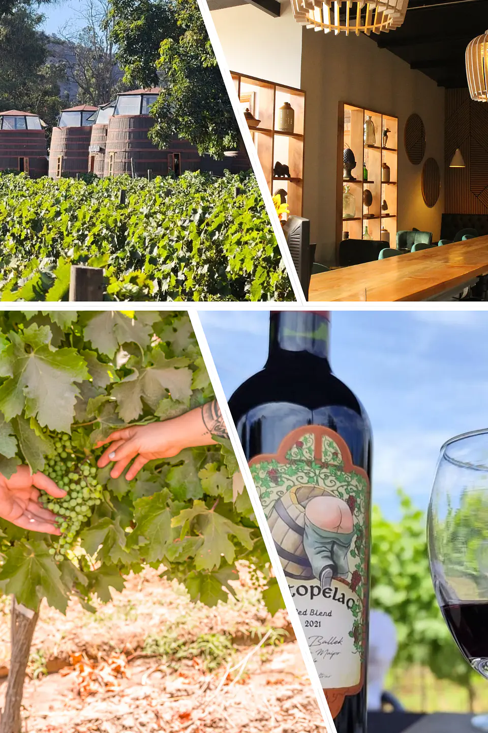 TOUR DÍA DEL VINO ATARDECER EN EL VALLE DEL MAIPO DESDE TALAGANTE E ISLA DE MAIPO 12/09 1