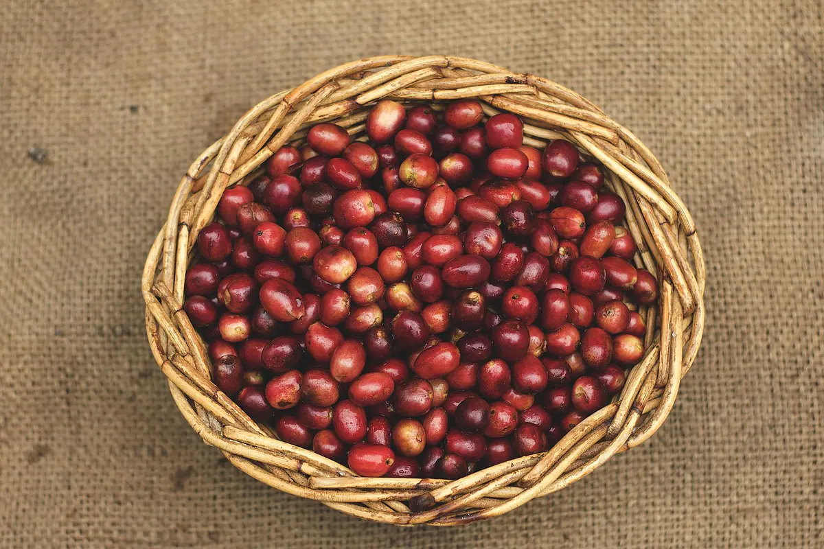 Todo para los amantes del café