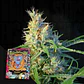  Psicodelicia feminizada - Sweet seeds  - Miniatura 1
