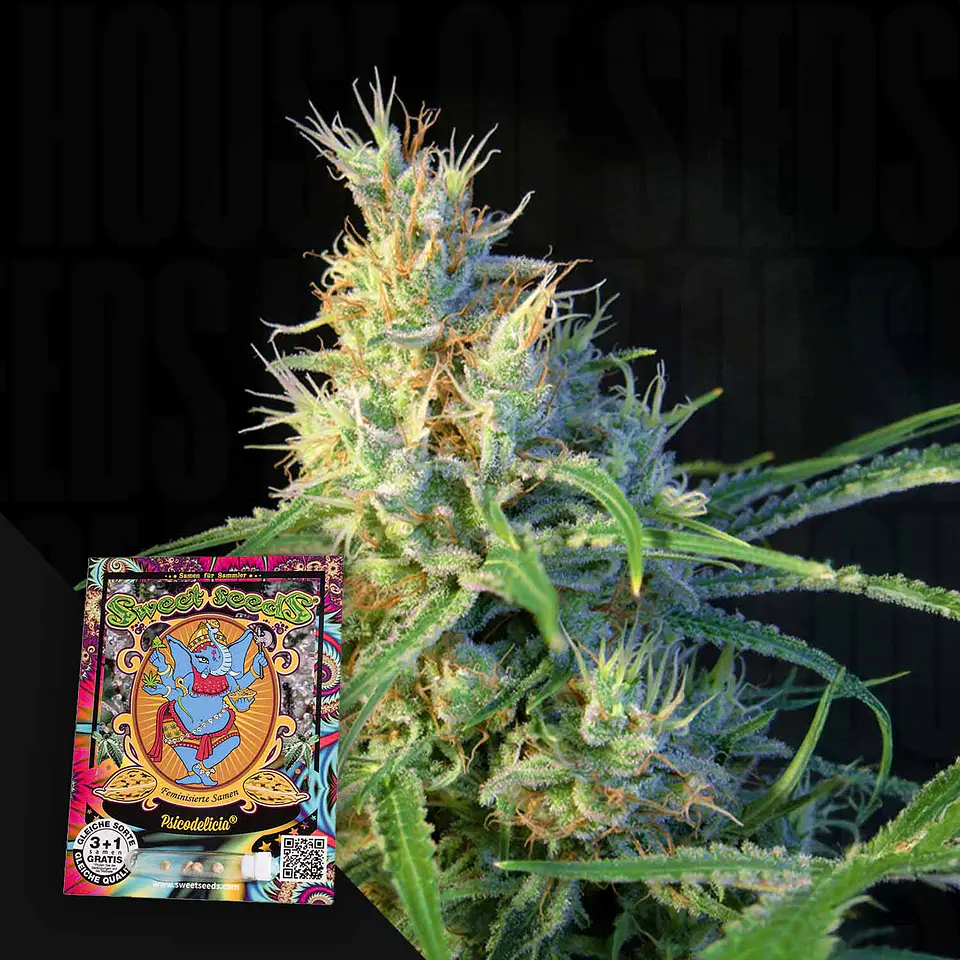  Psicodelicia feminizada - Sweet seeds  1