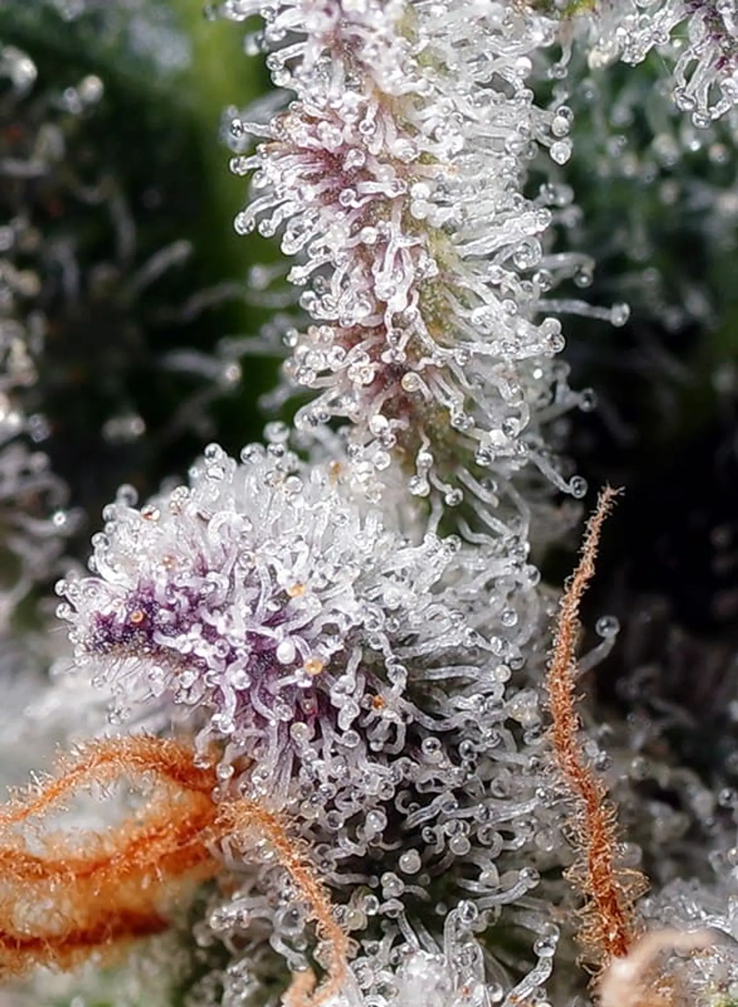 Psicodelicia feminizada - Sweet seeds  2