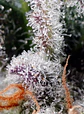  Psicodelicia feminizada - Sweet seeds  - Miniatura 2