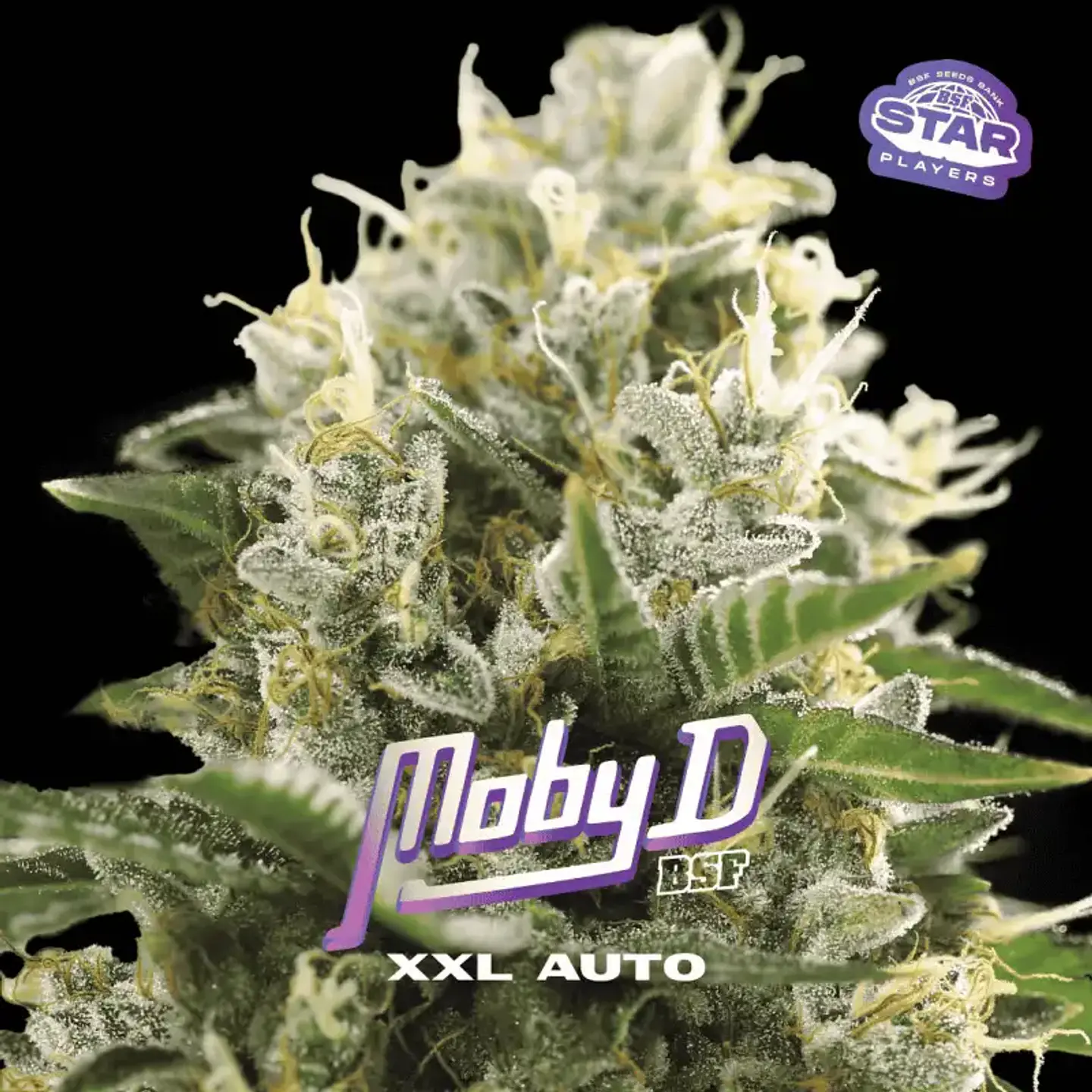 Moby D XXL Auto - BSF Seeds 1