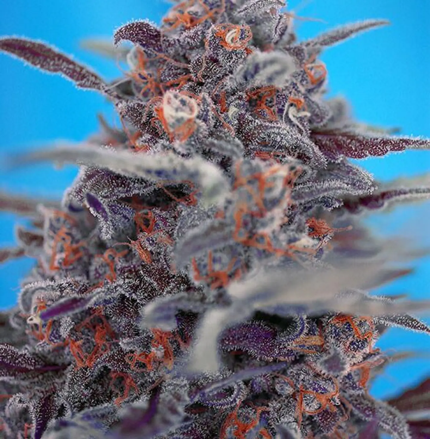 Cream Mandarine XL Auto - Sweet Seeds 2