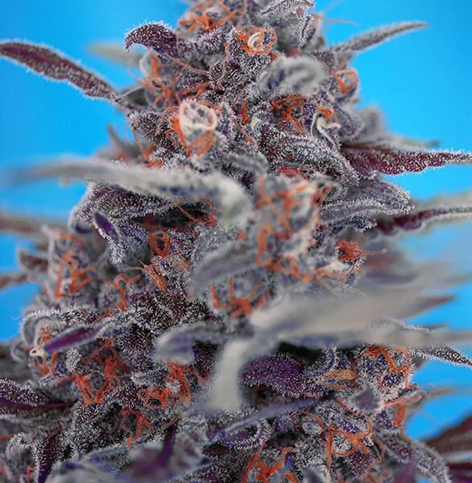 Cream Mandarine XL Auto - Sweet Seeds 2
