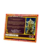 Cream Mandarine XL Auto - Sweet Seeds - Miniatura 3
