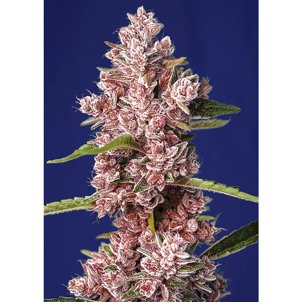 Tropicanna Poison XL Auto - Sweet Seeds 2