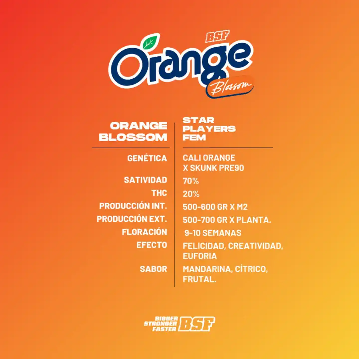 Orange Blossom Feminizada – BSF Seeds 🍊🌱 3