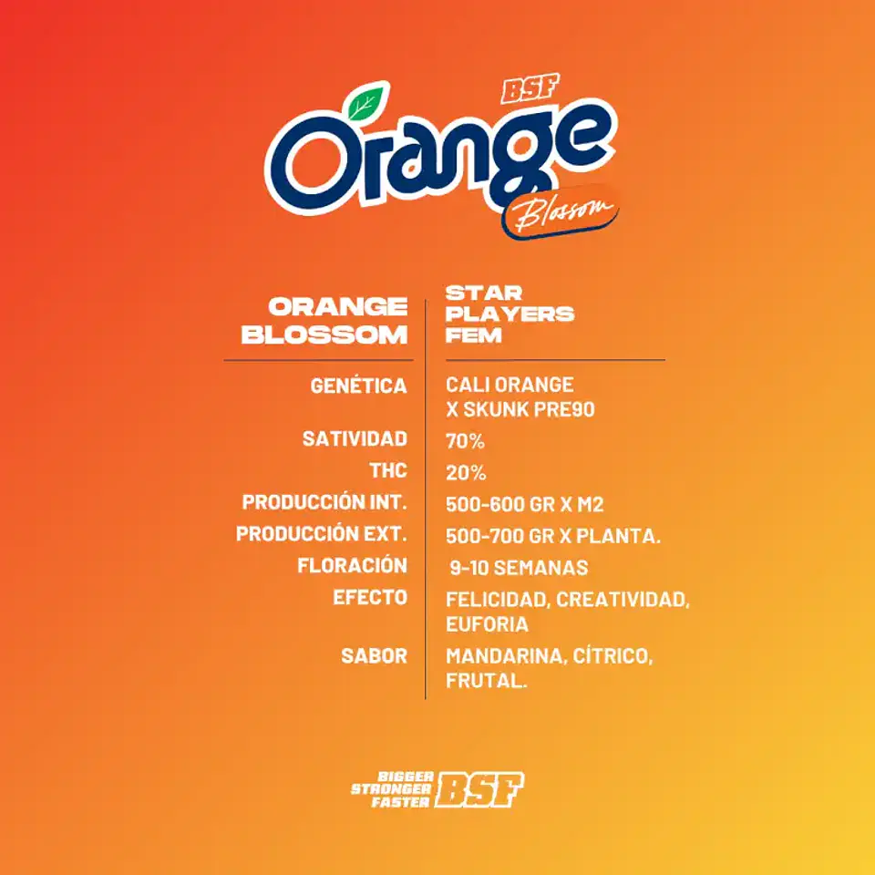 Orange Blossom Feminizada – BSF Seeds 🍊🌱 3