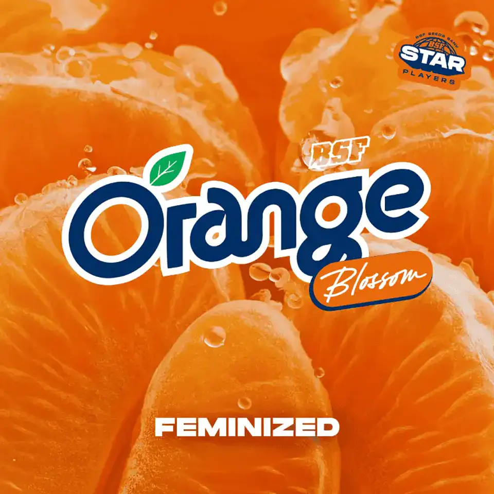 Orange Blossom Feminizada – BSF Seeds 🍊🌱 2