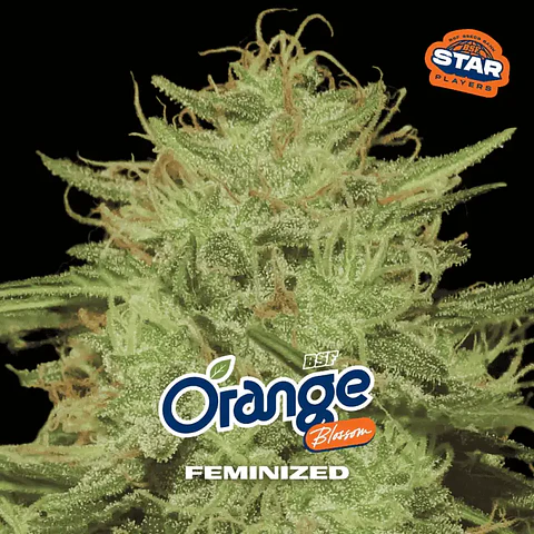 Orange Blossom Feminizada – BSF Seeds 🍊🌱