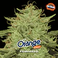 Orange Blossom Feminizada – BSF Seeds 🍊🌱 - Miniatura 1