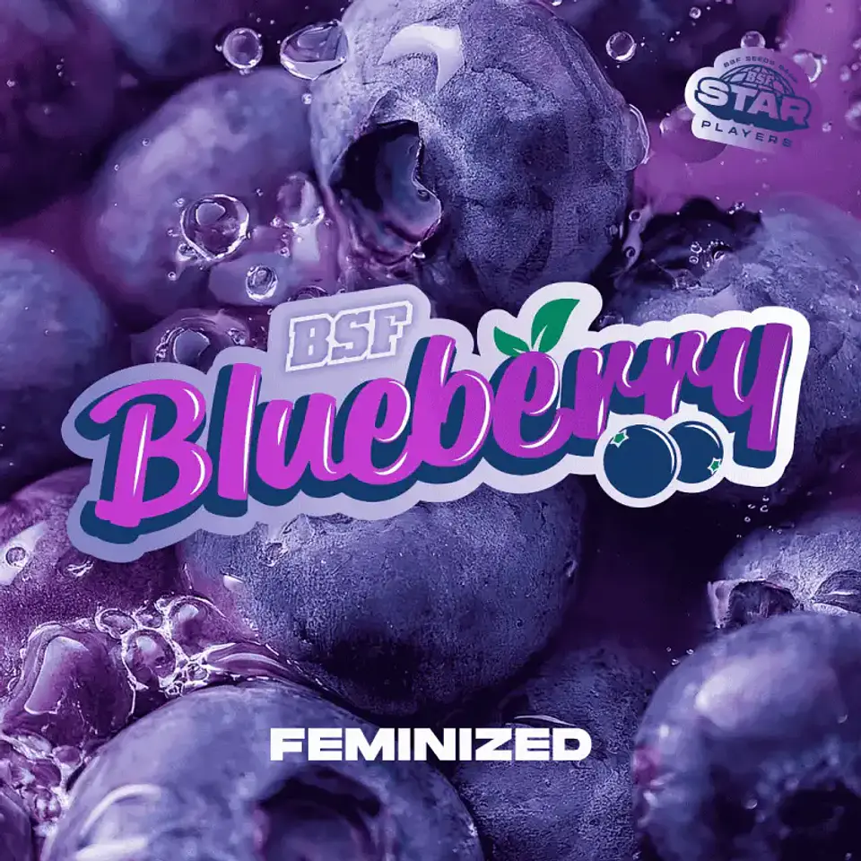 Blueberry Feminizada BSF Seeds 3