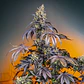 Red Gorilla Girl XL Auto – Sweet Seeds - Miniatura 2