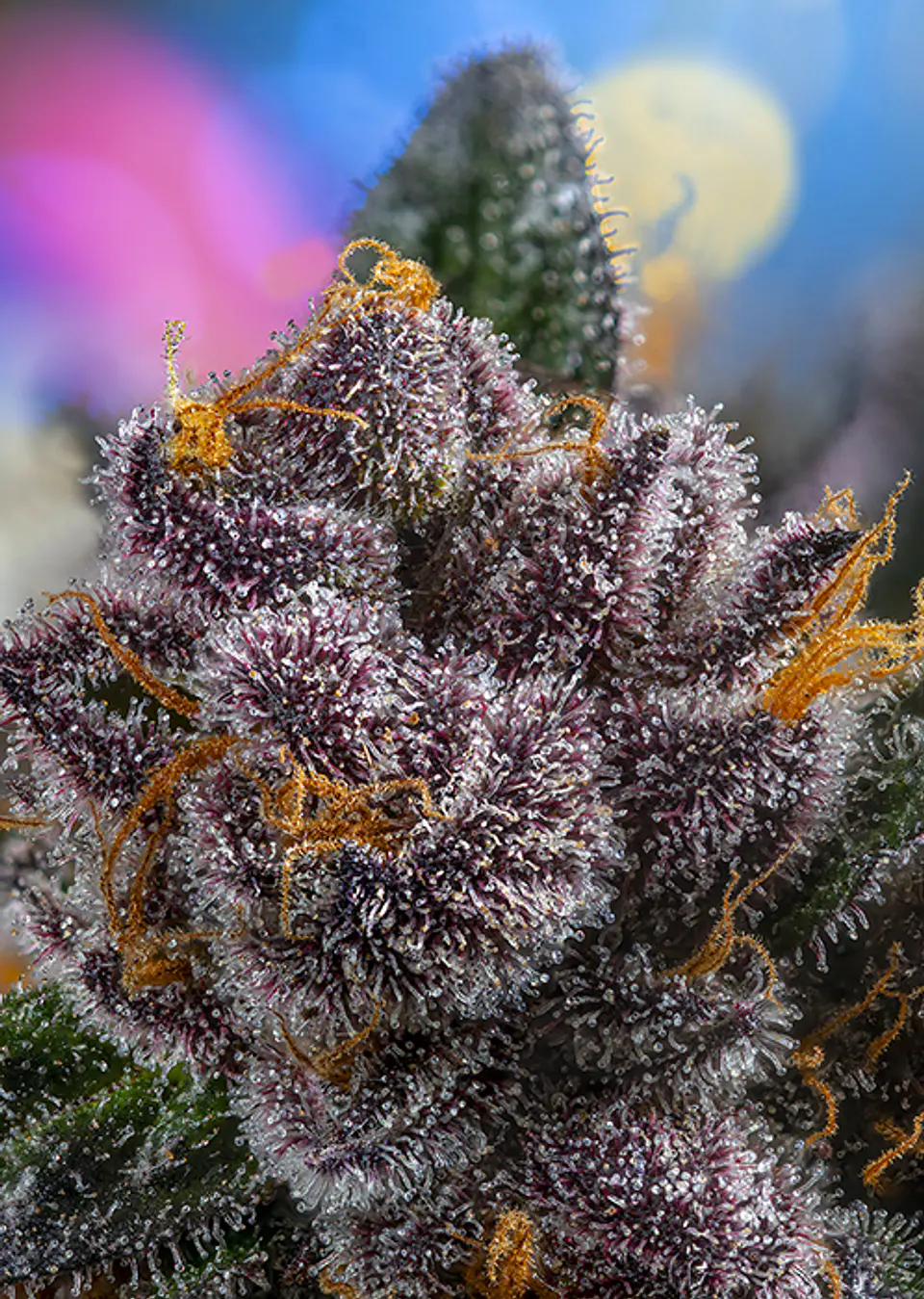 Red Strawberry Banana Auto – Sweet Seeds 2