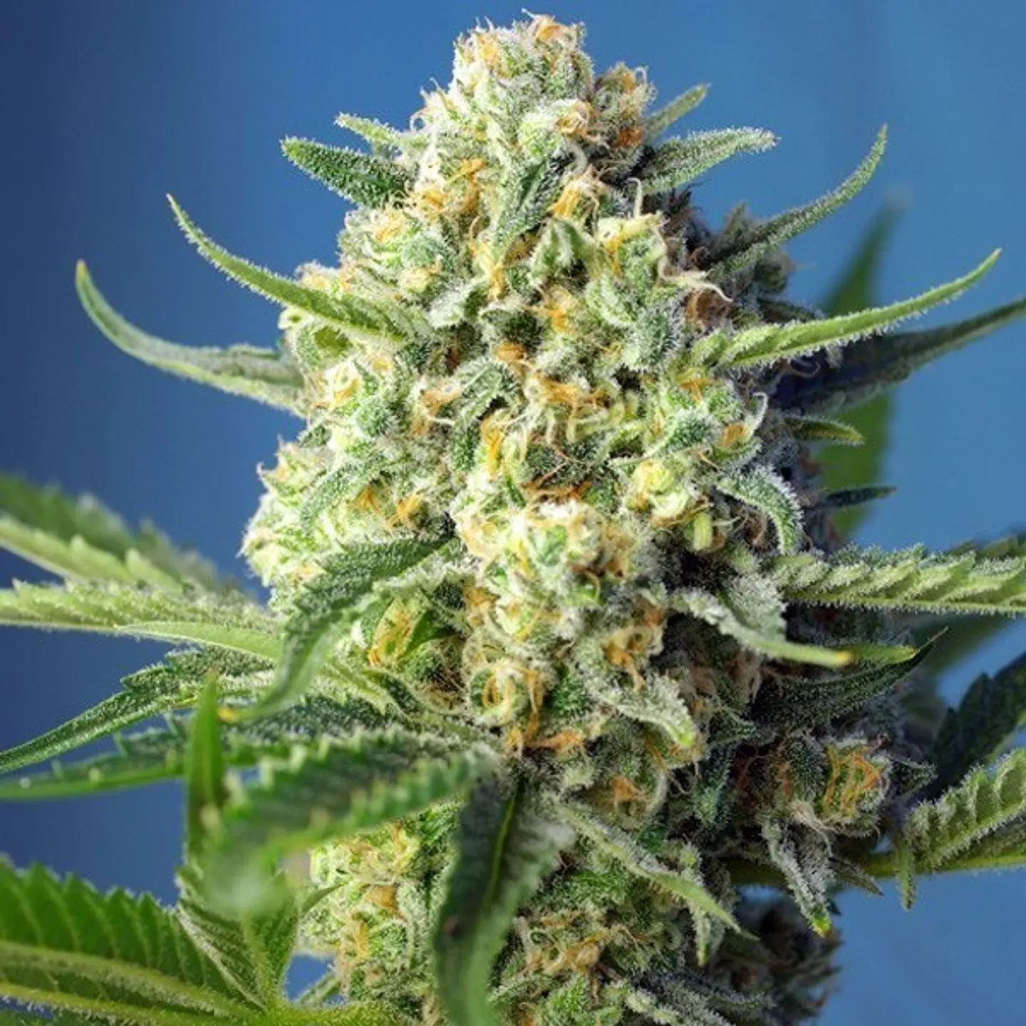 Sweet Afgani Delicious S.A.D Auto - Sweet Seeds  2