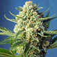 Sweet Afgani Delicious S.A.D Auto - Sweet Seeds  - Miniatura 2