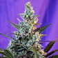 Sweet Skunk Auto – Sweet Seeds - Miniatura 2
