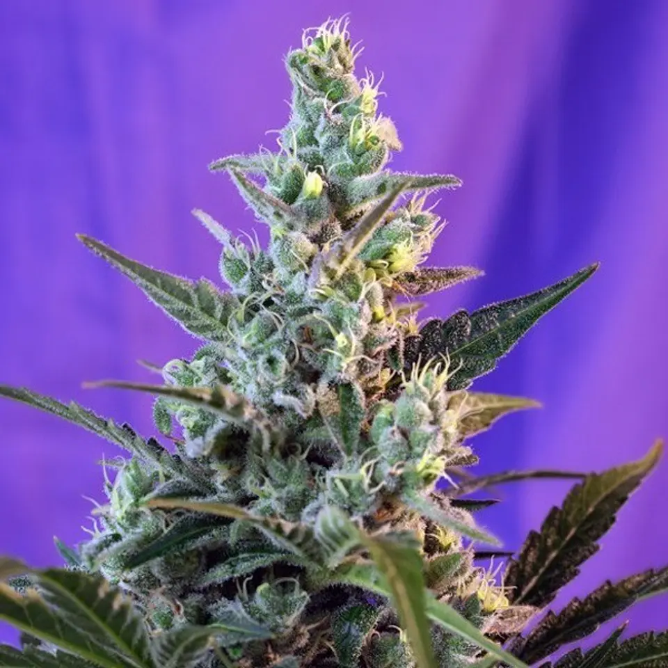 Sweet Skunk Auto – Sweet Seeds 2