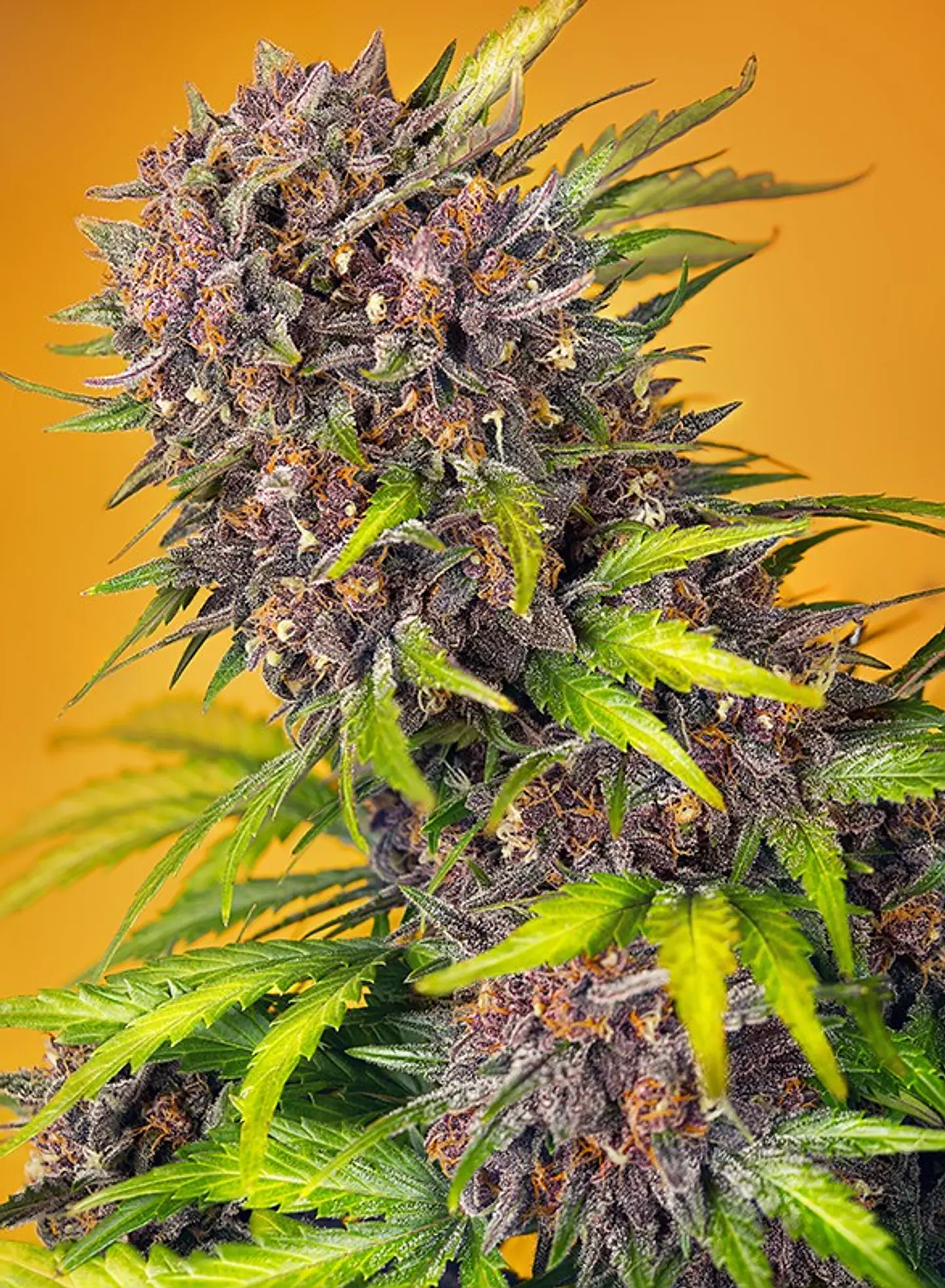Diablo Rojo XL Auto – Sweet Seeds 🔥 2