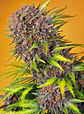 Diablo Rojo XL Auto – Sweet Seeds 🔥 - Miniatura 2