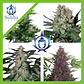 BUDDHA SEEDS - BUDDHA ASSORTED AUTO X50 | Pack 50 Semillas Autoflorecientes Feminizadas - Miniatura 2