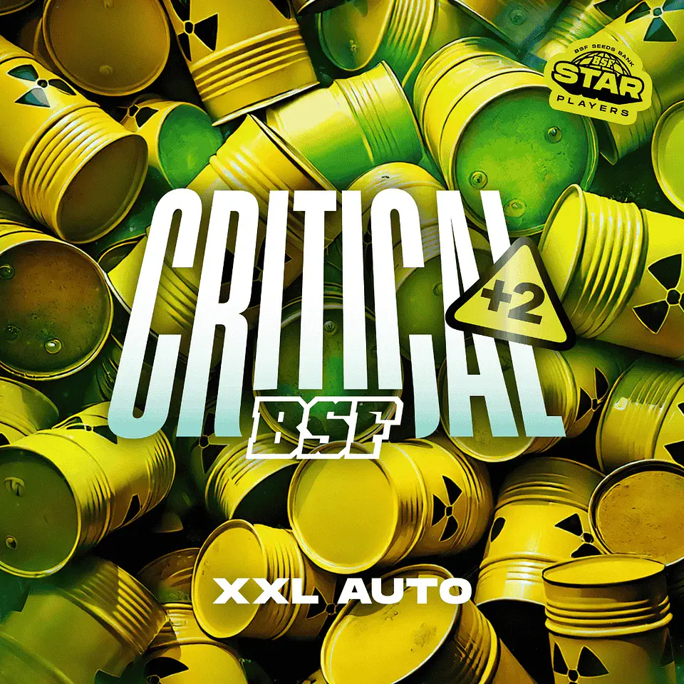 Critical +2 XXL Auto – BSF Seeds 🌱 2