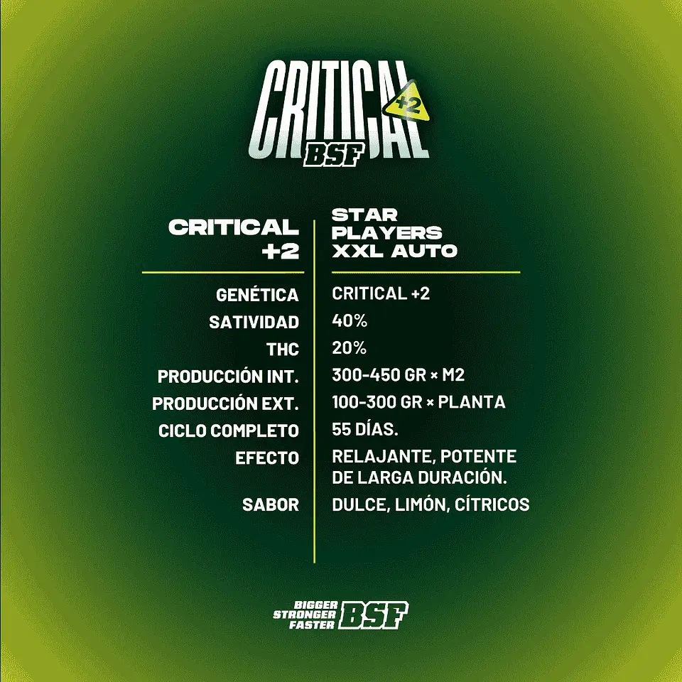 Critical +2 XXL Auto – BSF Seeds 🌱 3