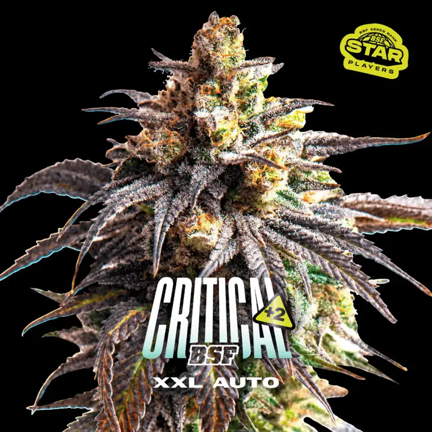 Critical +2 XXL Auto – BSF Seeds 🌱 1