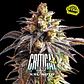 Critical +2 XXL Auto – BSF Seeds 🌱 - Miniatura 1