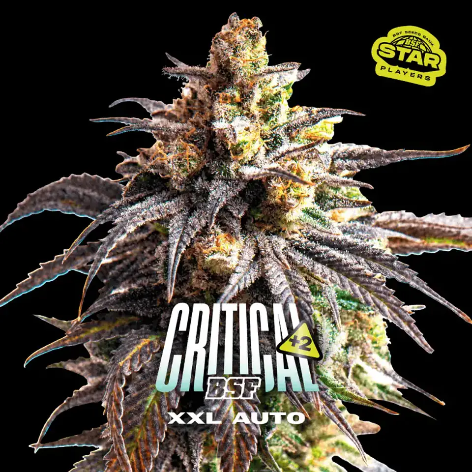Critical +2 XXL Auto – BSF Seeds 🌱 1