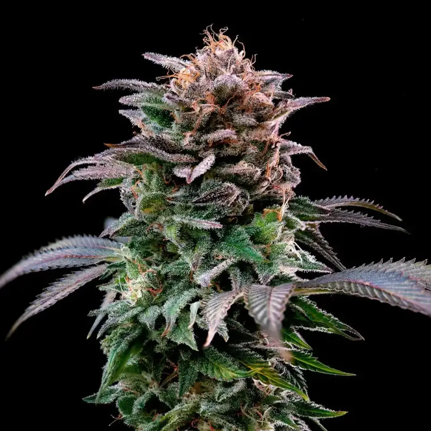 Gorilla Banana Feminizada – BSF Seeds 2