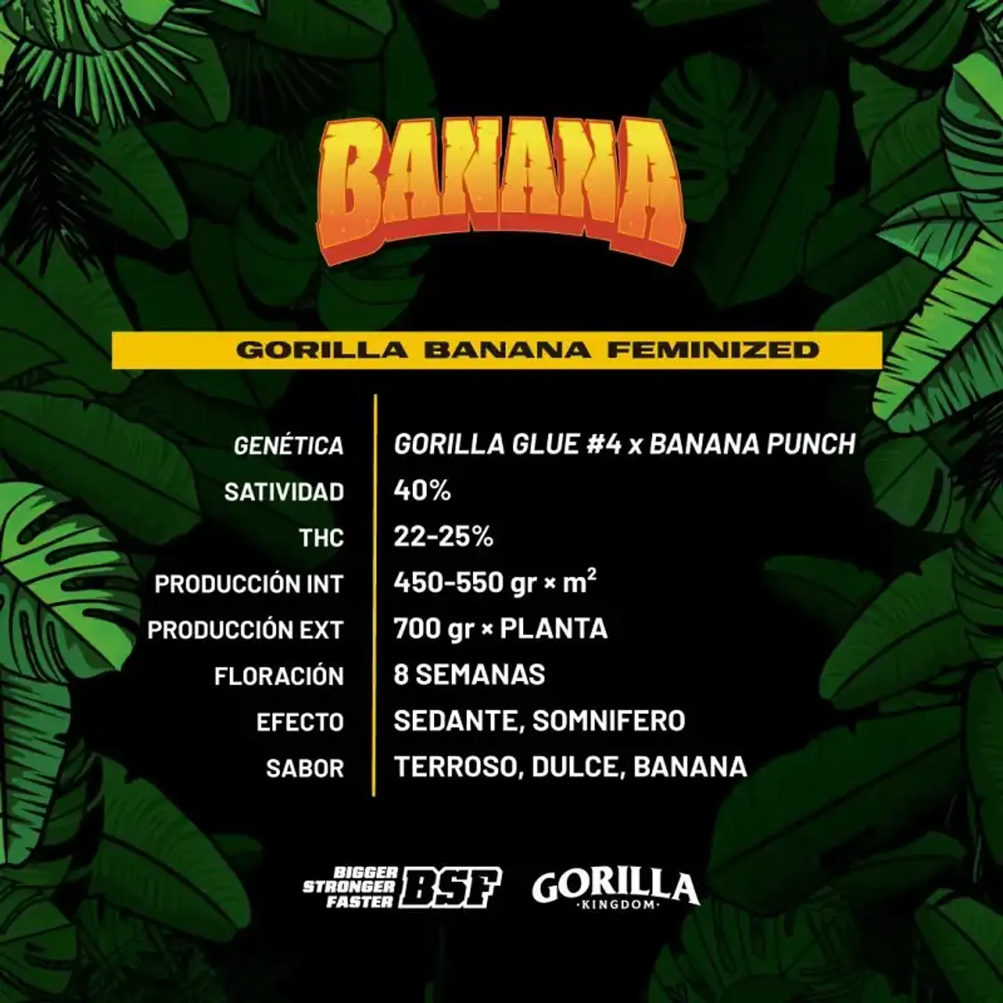 Gorilla Banana Feminizada – BSF Seeds 3