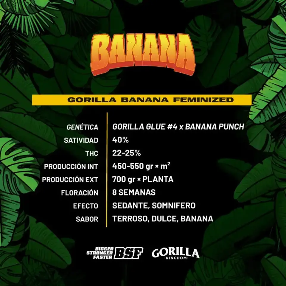 Gorilla Banana Feminizada – BSF Seeds 3