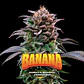 Gorilla Banana Feminizada – BSF Seeds - Miniatura 1